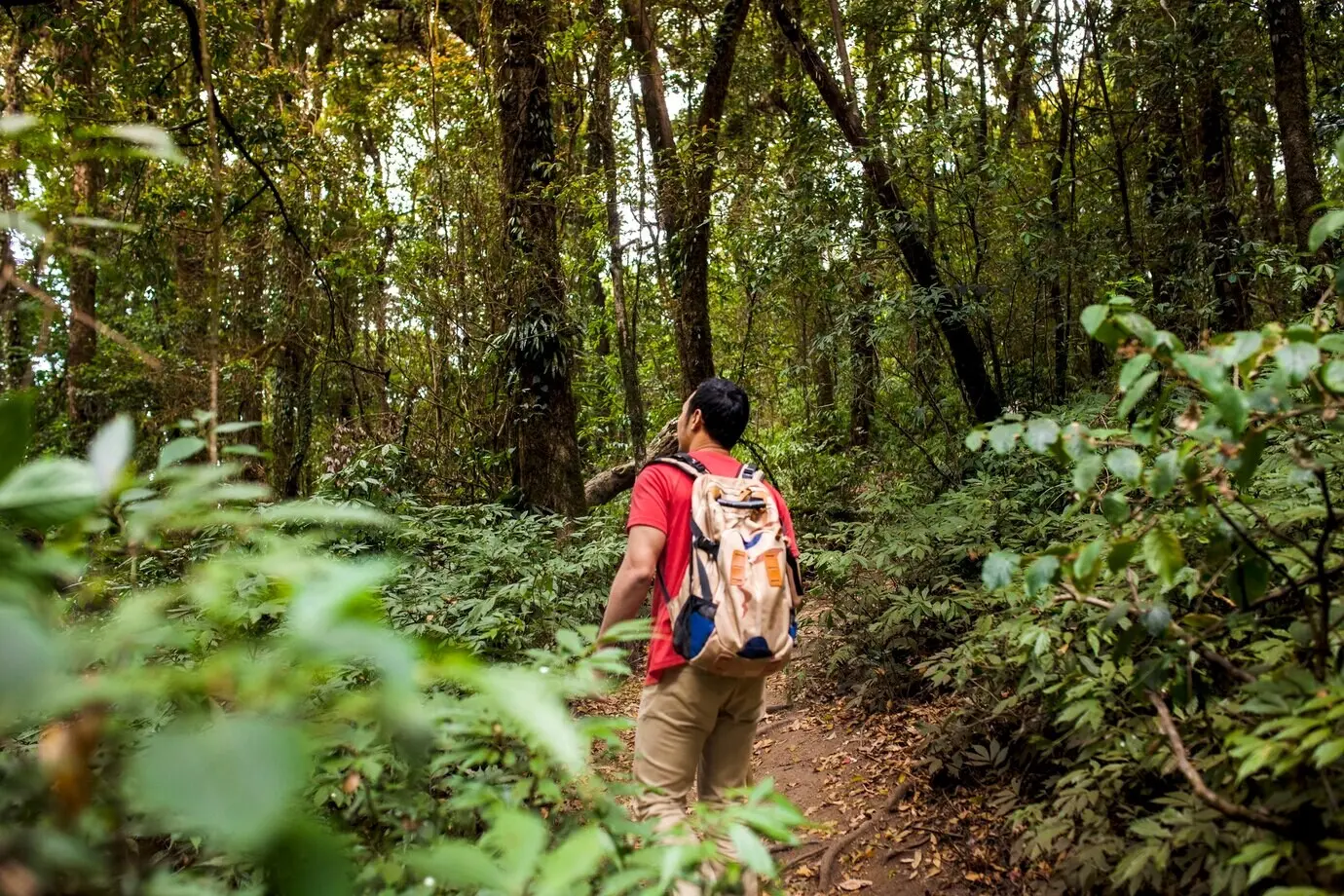 Backpacker in einem wilden Wald